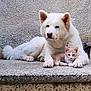 Onna a rejoint le concours — aidez-le/la à gagner de superbes lots ! dog, cat, white_dog, kitten, pets, animal, fur, cute, resting, companion, friendship, outdoor, concrete, texture, paw, ears, calm, cute_animals, pet_pair, relaxing