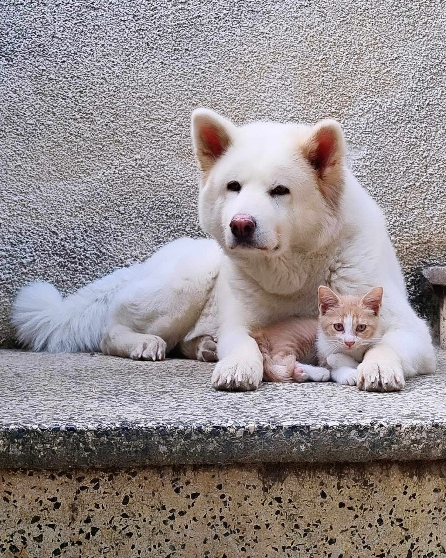 Onna a rejoint le concours — aidez-le/la à gagner de superbes lots ! dog, cat, white_dog, kitten, pets, animal, fur, cute, resting, companion, friendship, outdoor, concrete, texture, paw, ears, calm, cute_animals, pet_pair, relaxing