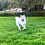 Onna participe au concours pour gagner de l'argent avec cette photo : dog, white_dog, grass, field, running, outdoor, nature, animal, pet, happy, tongue_out, canine, fur, greenery, rural, trees, wooden_building, daylight, playful, energetic