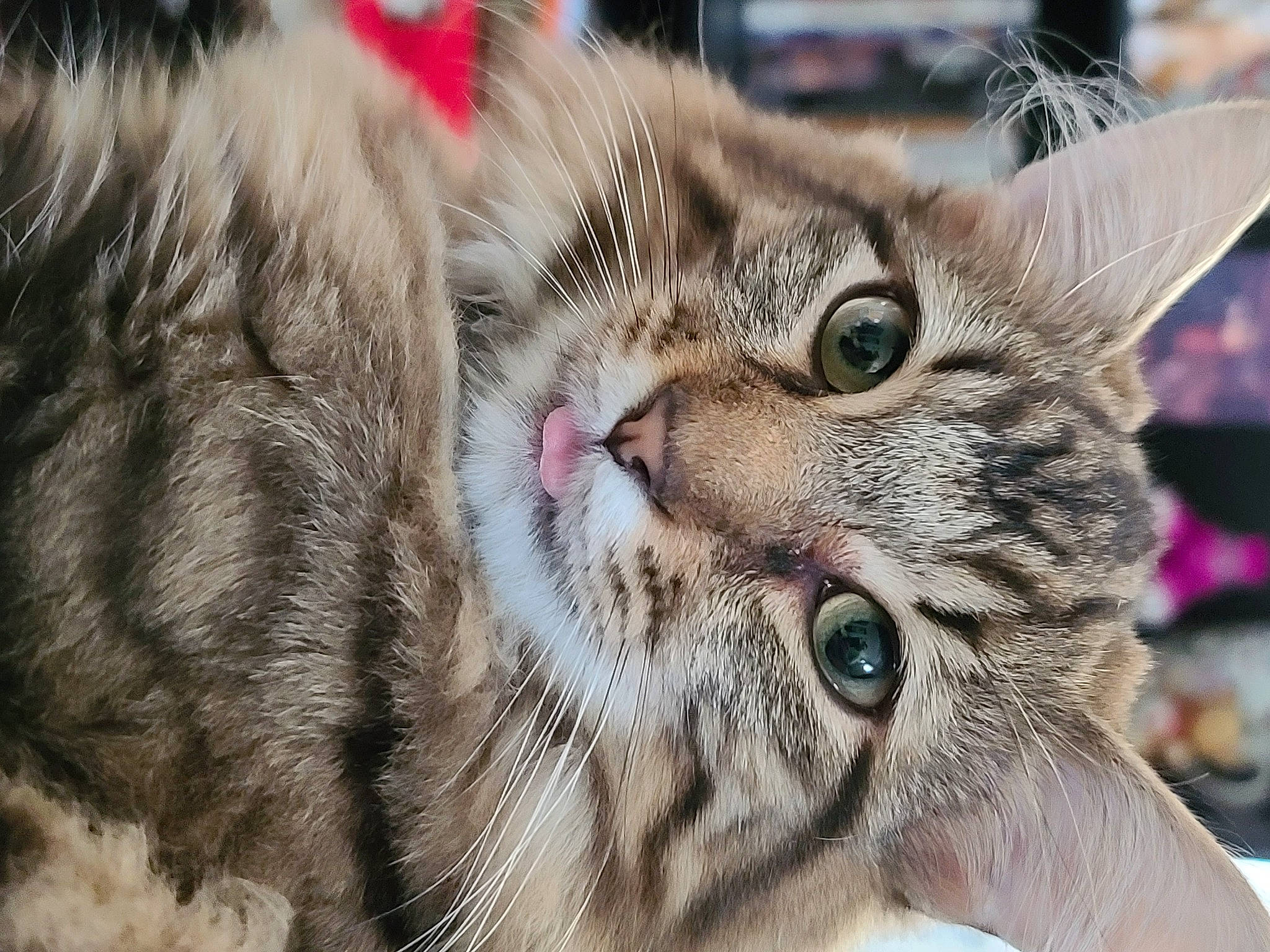 Abu joined the competition — help win amazing prizes! carnivore, cat, claw, close_up, domestic_short_haired_cat, event, felidae, fur, paw, small_to_medium_sized_cats, snout, terrestrial_animal, whiskers, wildlife