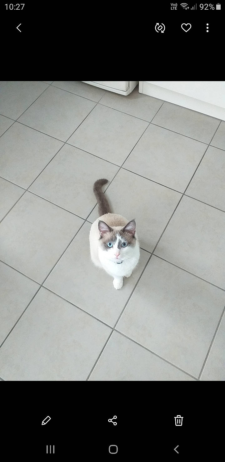 Pistach a rejoint le concours — aidez-le/la à gagner de superbes lots ! carnivore, cat, domestic_short_haired_cat, european_shorthair, fawn, felidae, floor, flooring, kitten, paw, small_to_medium_sized_cats, snapshot, snout, tail, tile, whiskers