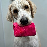 Milo is registered to the contest to win money with this photo: dog, curly_fur, pet, animal, pink_towel, indoor, close_up, cute, fur, nose, mouth, ears, portrait, looking_at_camera, soft_background, domestic_animal, friendly, whiskers, canine, waiting