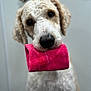 dog, curly_fur, pet, animal, pink_towel, indoor, close_up, cute, fur, nose, mouth, ears, portrait, looking_at_camera, soft_background, domestic_animal, friendly, whiskers, canine, waiting