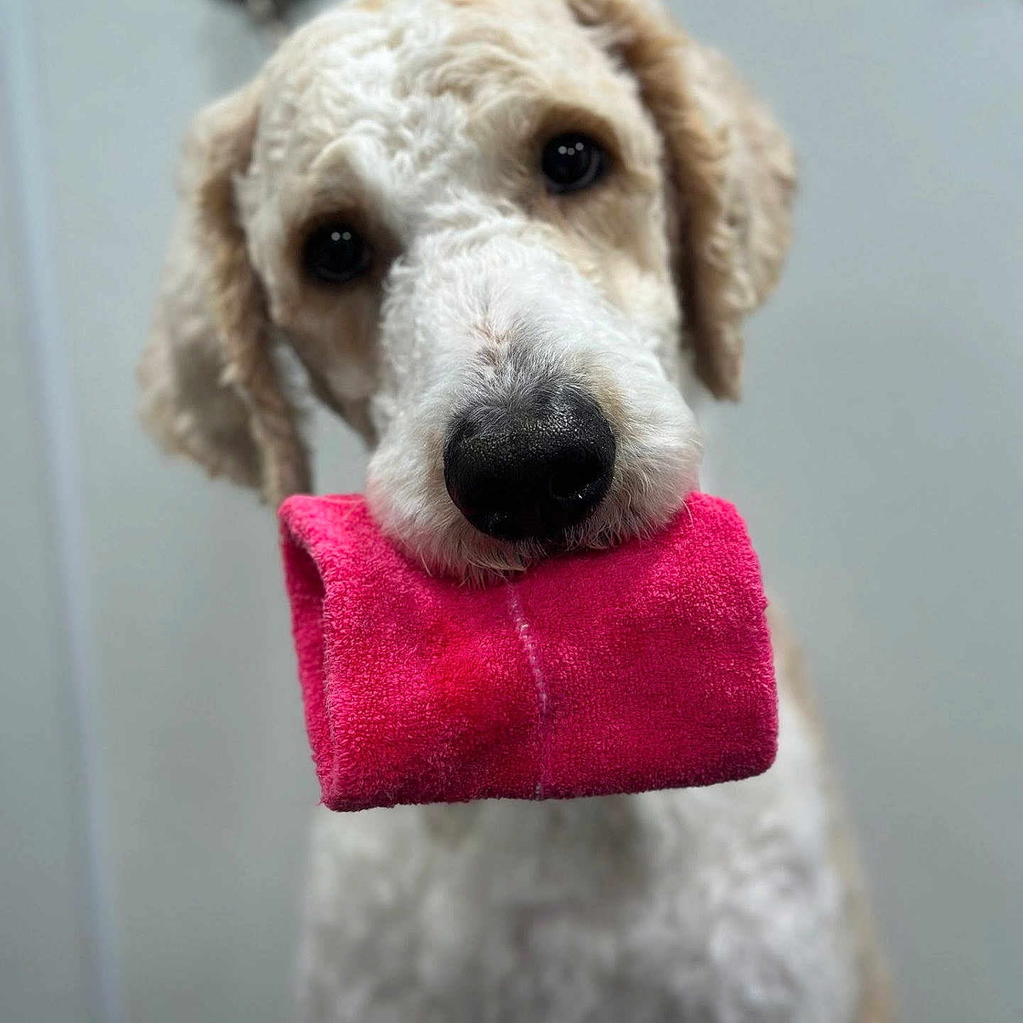 Milo is registered to the contest to win money with this photo: animal, canine, close_up, curly_fur, cute, dog, domestic_animal, ears, friendly, fur, indoor, looking_at_camera, mouth, nose, pet, pink_towel, portrait, soft_background, waiting, whiskers