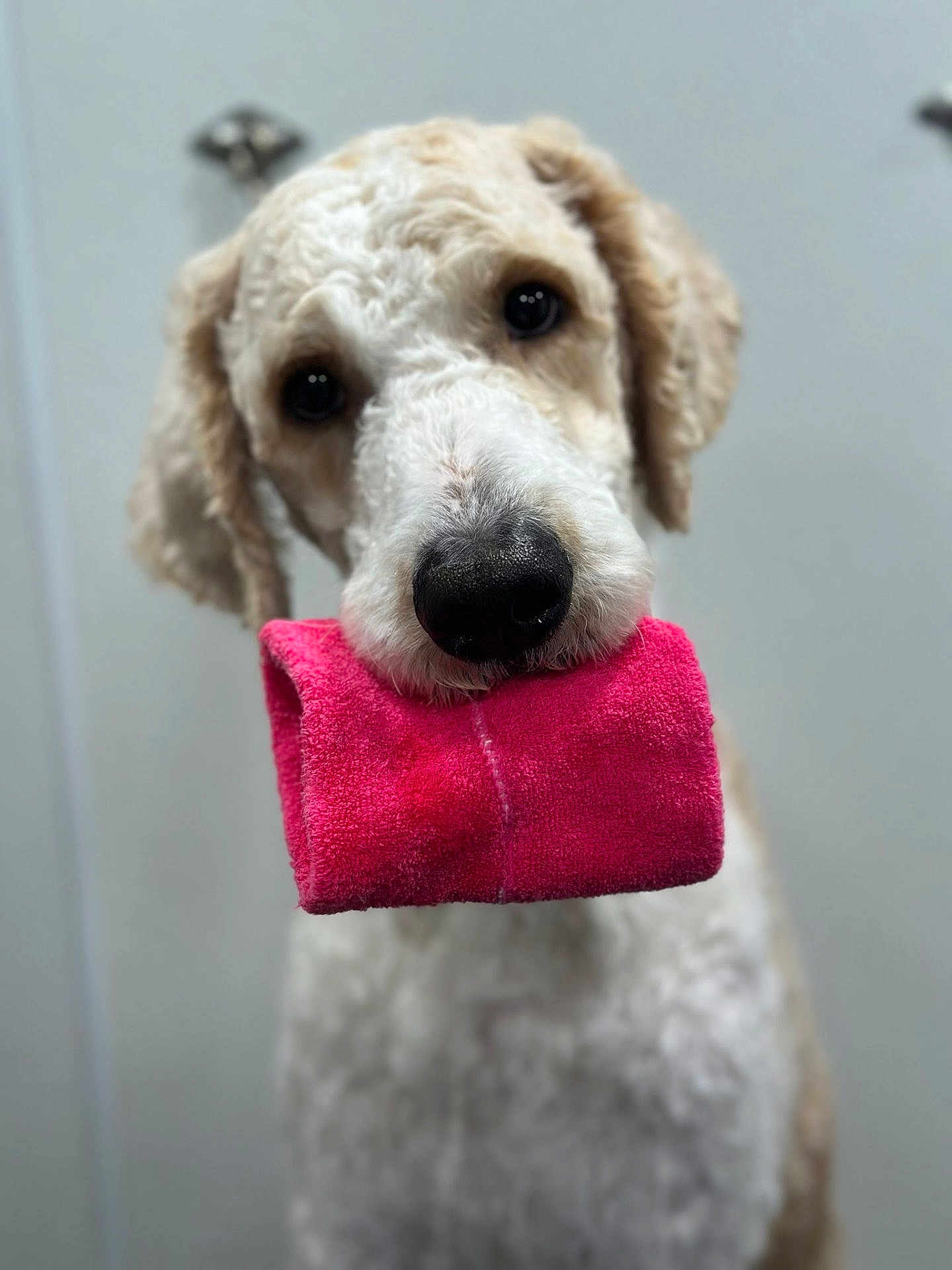 Milo is registered to the contest to win money with this photo: dog, curly_fur, pet, animal, pink_towel, indoor, close_up, cute, fur, nose, mouth, ears, portrait, looking_at_camera, soft_background, domestic_animal, friendly, whiskers, canine, waiting