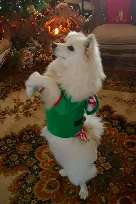 Hunter a rejoint le concours — aidez-le/la à gagner de superbes lots ! canidae, carnivore, christmas, christmas_tree, companion_dog, conifer, dog, dog_breed, dog_supply, event, fawn, flooring, fur, german_spitz, holiday, spitz, sporting_group, tail, toy_dog, winter