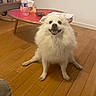 dog, white_dog, fluffy, long_hair, sitting, smiling, indoors, living_room, hardwood_floor, coffee_table, bookshelf, books, water_bottle, tissues, home_decor, portrait, pet, cute, happy, full_body