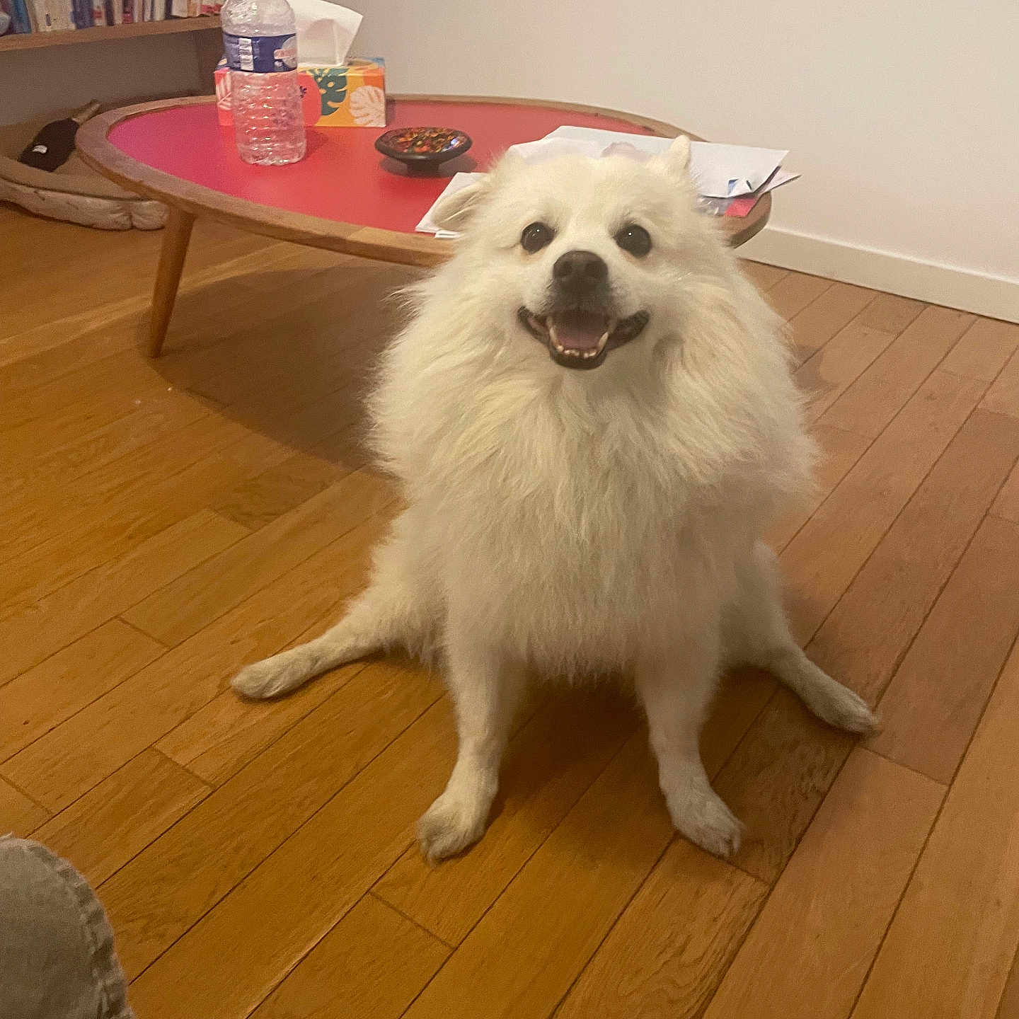 Hunter a rejoint le concours — aidez-le/la à gagner de superbes lots ! dog, white_dog, fluffy, long_hair, sitting, smiling, indoors, living_room, hardwood_floor, coffee_table, bookshelf, books, water_bottle, tissues, home_decor, portrait, pet, cute, happy, full_body