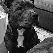 Athena a rejoint le concours — aidez-le/la à gagner de superbes lots ! dog, indoor, black_and_white, pet, couch, carpet, animal, portrait, calm, seated, attention, fur, ears, snout, home, domestic, quiet, companion, canine, relaxed
