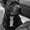 dog, indoor, black_and_white, pet, couch, carpet, animal, portrait, calm, seated, attention, fur, ears, snout, home, domestic, quiet, companion, canine, relaxed