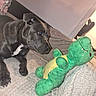 Athena participe au concours pour gagner de l'argent avec cette photo : dog, plush_toy, blanket, indoor, curious, black_dog, stuffed_animal, pet, animal, cozy, carpet, toy, resting, side_view, furniture, home, cute, mammal, companion, relaxation