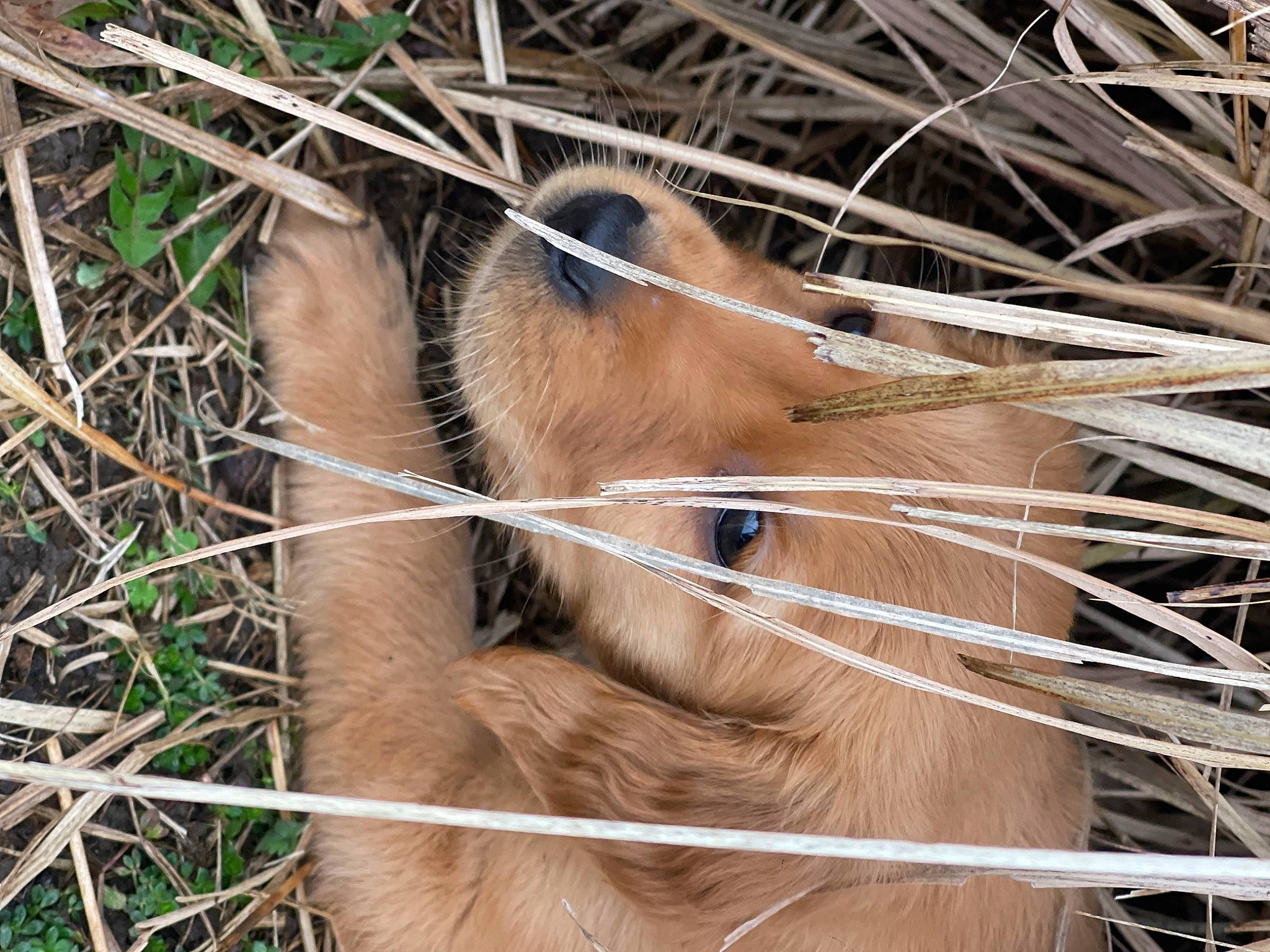 Buck is registered to the contest to win money with this photo: carnivore, claw, fawn, felidae, fur, grass, grass_family, mammal, mesh, organism, plant, rodent, tail, terrestrial_animal, tree, twig, vertebrate, whiskers, wildlife, wood