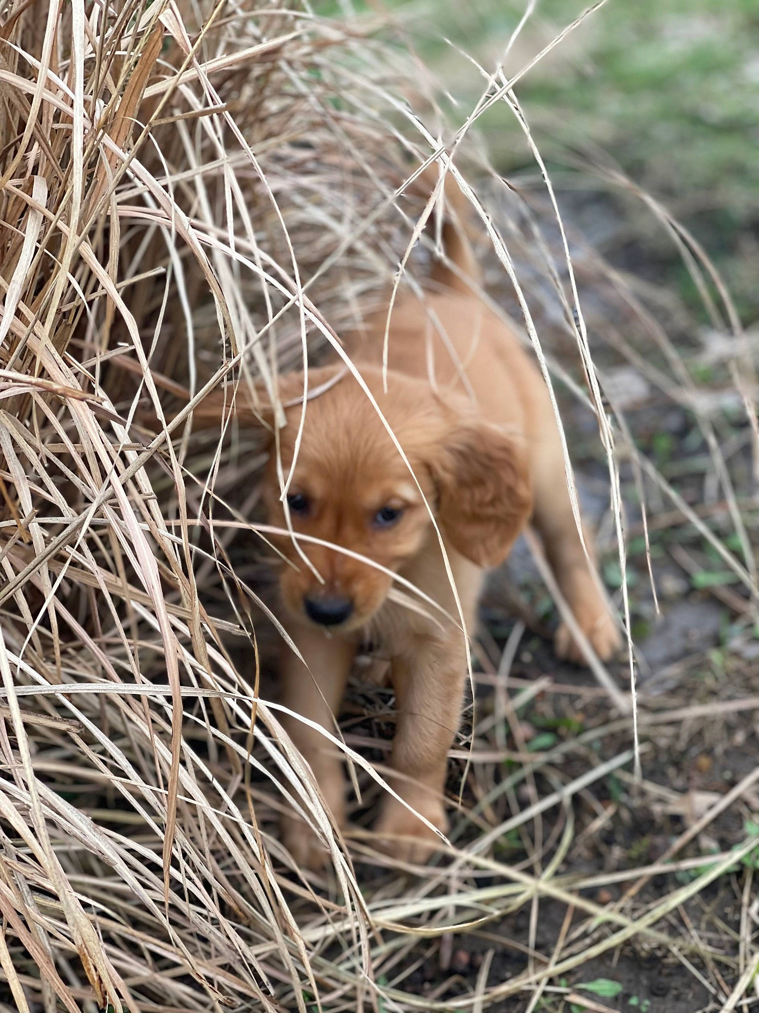 Buck joined the competition — help win amazing prizes! adaptation, canidae, carnivore, dog_breed, eye, fawn, felidae, fur, grass, liver, plant, plant_community, prairie, snout, sporting_group, terrestrial_animal, twig, whiskers, wildlife, wood