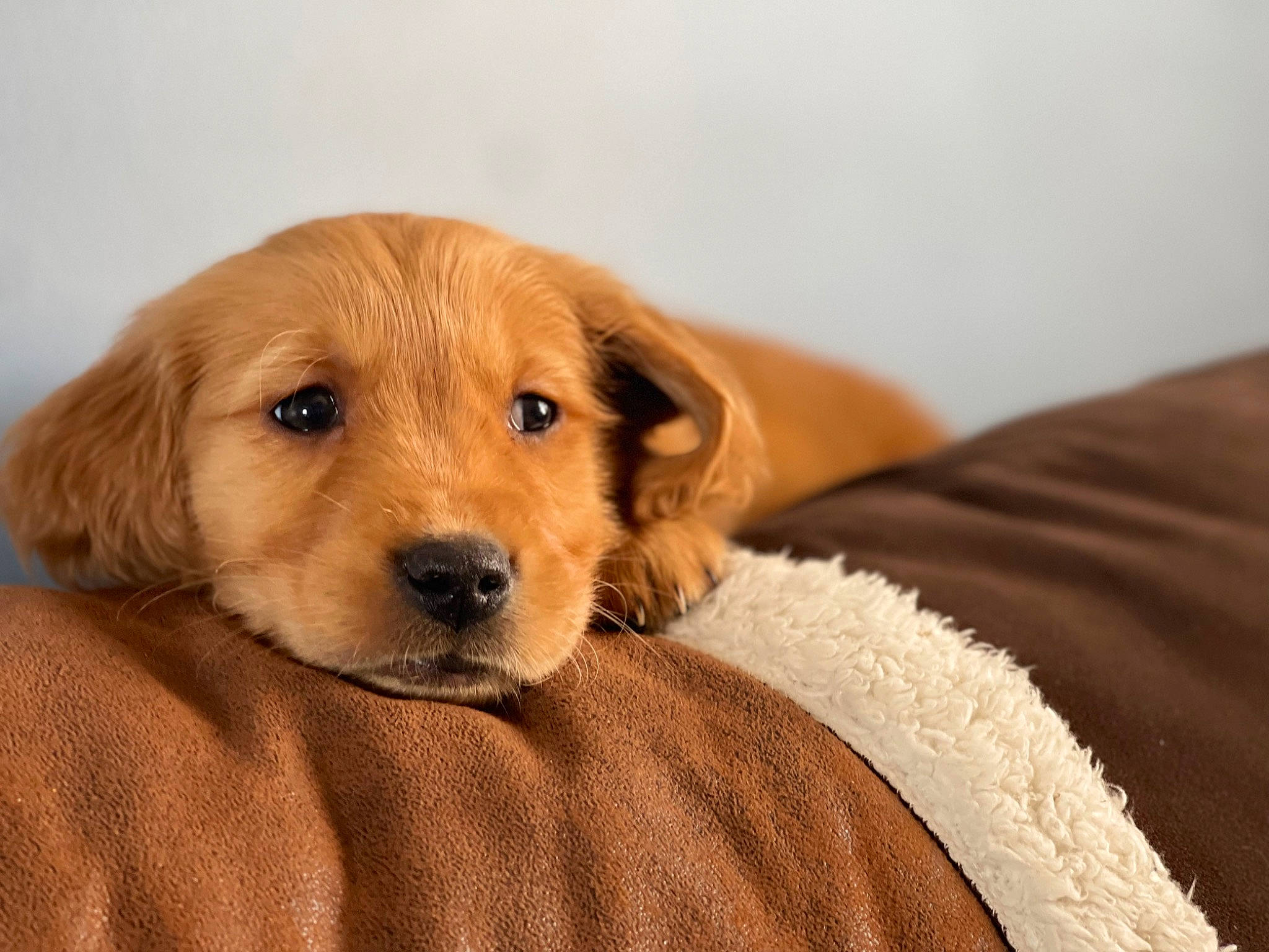 Buck joined the competition — help win amazing prizes! brown, canidae, carnivore, comfort, companion_dog, dog, dog_breed, dog_supply, fawn, flooring, fur, hardwood, liver, puppy, snout, sporting_group, terrestrial_animal, whiskers, wood, working_animal