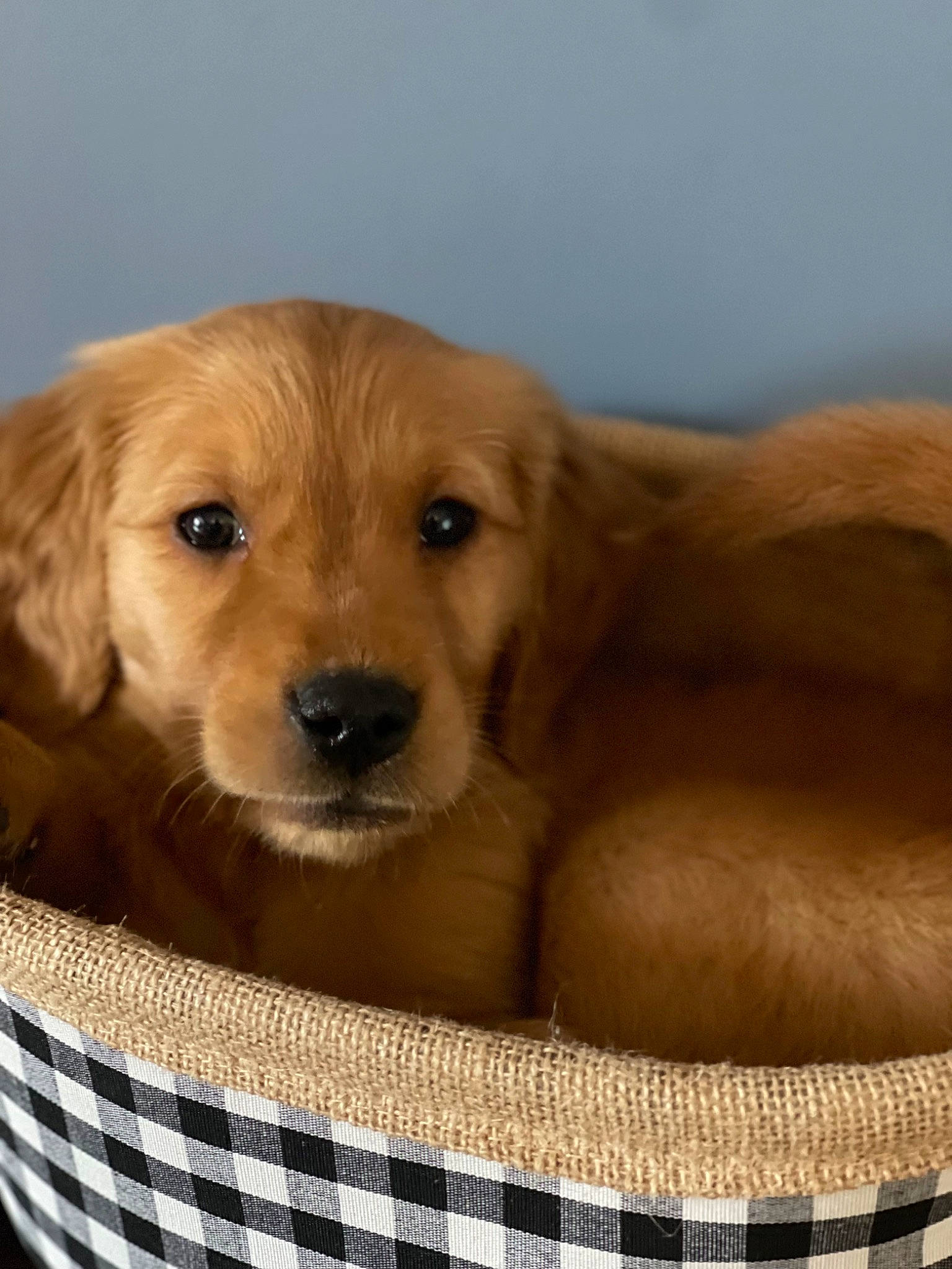 Buck joined the competition — help win amazing prizes! carnivore, chair, comfort, companion_dog, dog, dog_breed, dog_supply, fawn, fur, golden_retriever, gun_dog, linens, liver, pet_supply, retriever, snout, sporting_group, terrestrial_animal, whiskers, working_animal