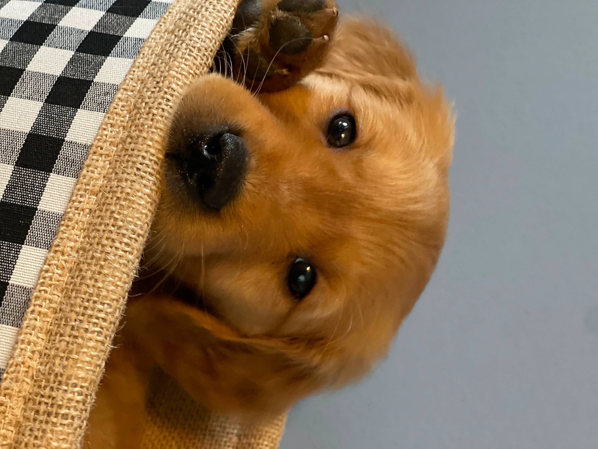 Buck joined the competition — help win amazing prizes! carnivore, companion_dog, dog, dog_breed, eye, eyelash, fawn, fur, liver, pattern, plaid, snout, sporting_group, stuffed_toy, tartan, toy, toy_dog, whiskers, wood, working_animal