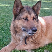 Libby joined the competition — help win amazing prizes! dog, german_shepherd, canine, pet, animal, grass, outdoor, lying_down, fur, ears, collar, nature, mammal, calm, daylight, park, closeup, resting, friendly, companion