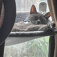 Blue is registered to the contest to win money with this photo: animal, calm, cat, cat_perch, cozy, curtain, daylight, domestic_cat, feline, gray_cat, home_interior, indoor, pet, quiet, relaxing, resting, sleeping, soft_texture, stretching_paw, window