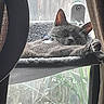 animal, calm, cat, cat_perch, cozy, curtain, daylight, domestic_cat, feline, gray_cat, home_interior, indoor, pet, quiet, relaxing, resting, sleeping, soft_texture, stretching_paw, window