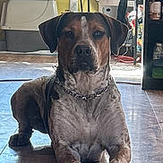 Russell joined the competition — help win amazing prizes! animal, brown_and_white, chain_collar, companion, dog, domestic, floor, flooring, home, household_items, indoor, light, lying_down, pet, quiet, relaxed, spotted, toy, window, wooden_floor