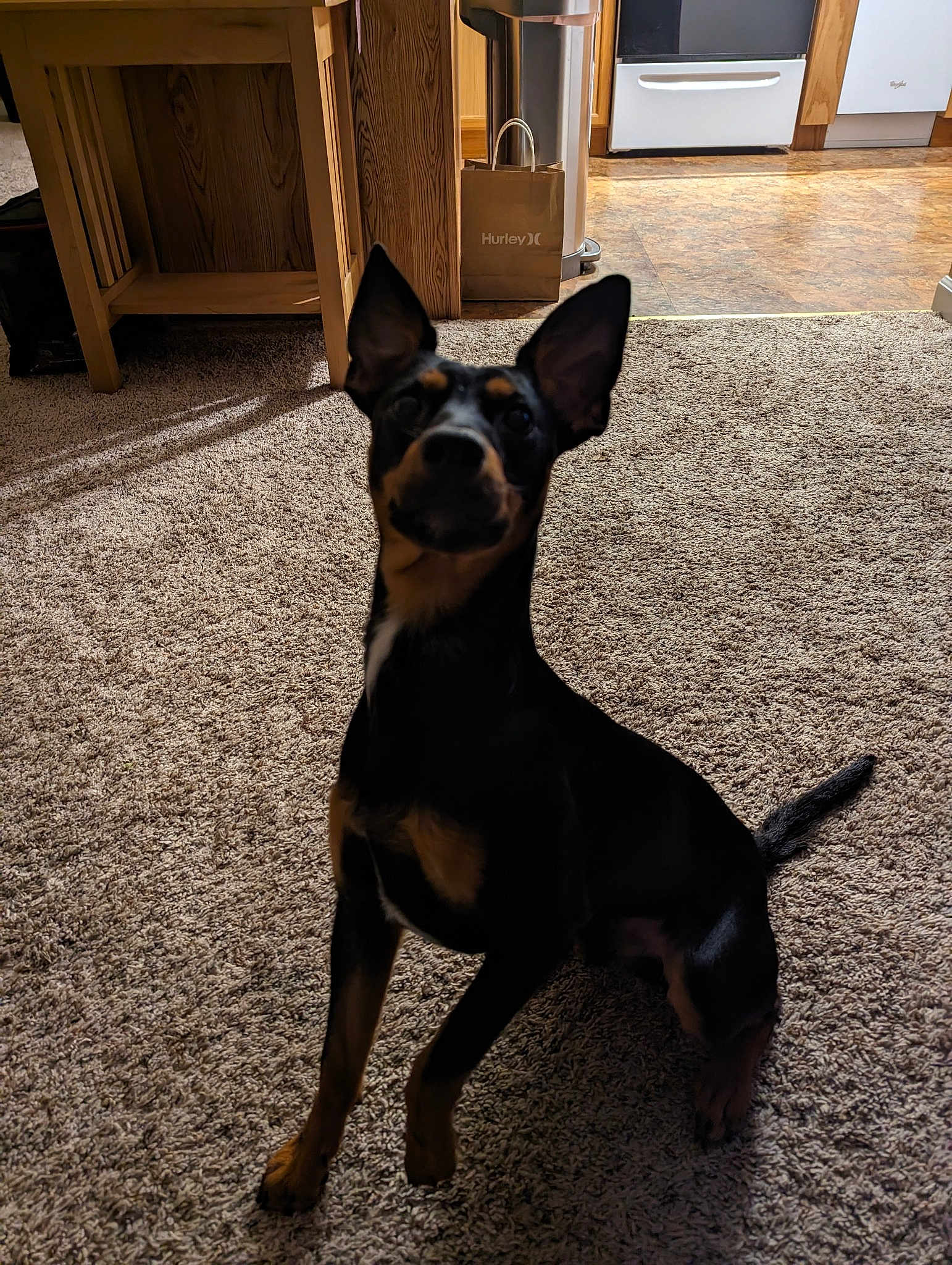 Bruno