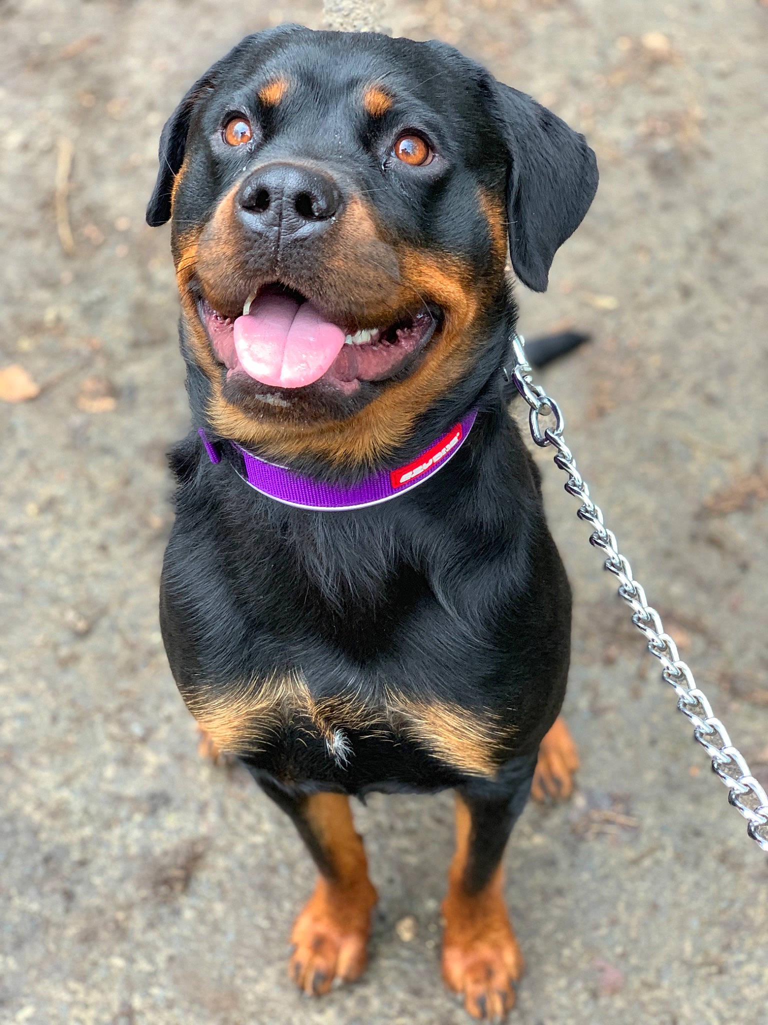 Roxy is registered to the contest to win money with this photo: austrian_black_and_tan_hound, canidae, carlin_pinscher, carnivore, collar, dog, dog_breed, dog_collar, fawn, huntaway, hunting_dog, mammal, molosser, rare_breed_dog, rottweiler, snout, sporting_group, vertebrate, working_dog