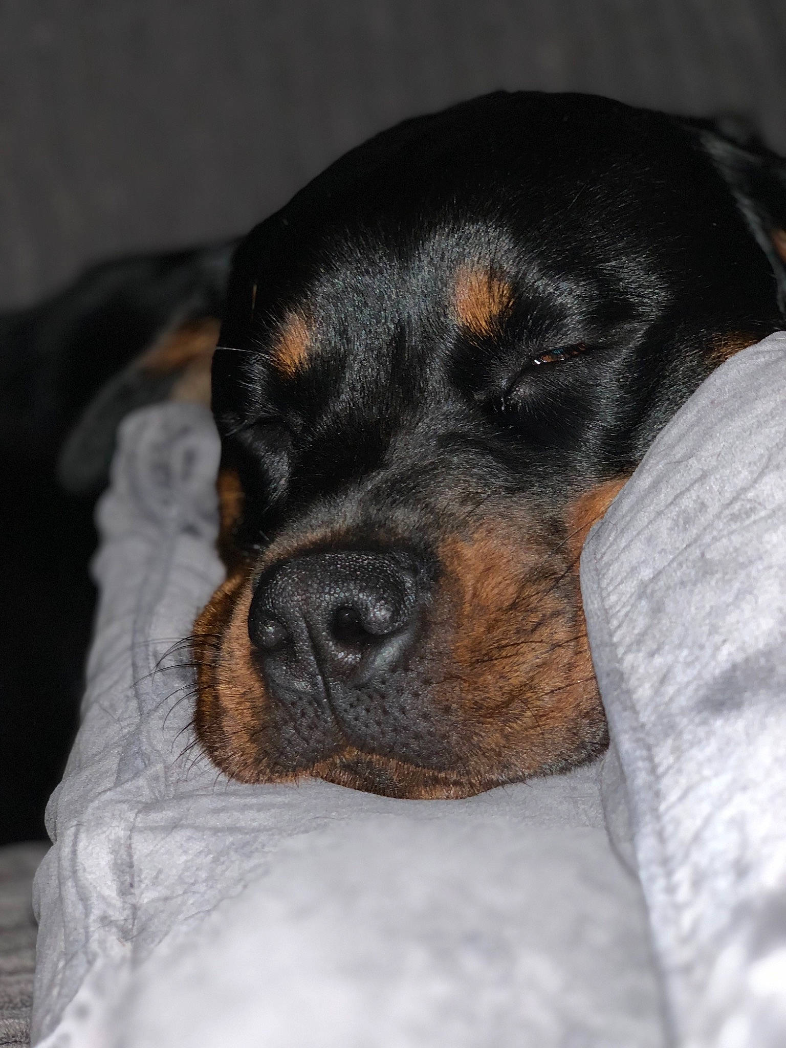 Roxy joined the competition — help win amazing prizes! austrian_black_and_tan_hound, canidae, carnivore, dog, dog_breed, hunting_dog, mammal, polish_hunting_dog, puppy, rare_breed_dog, rottweiler, snout, sporting_group, vertebrate