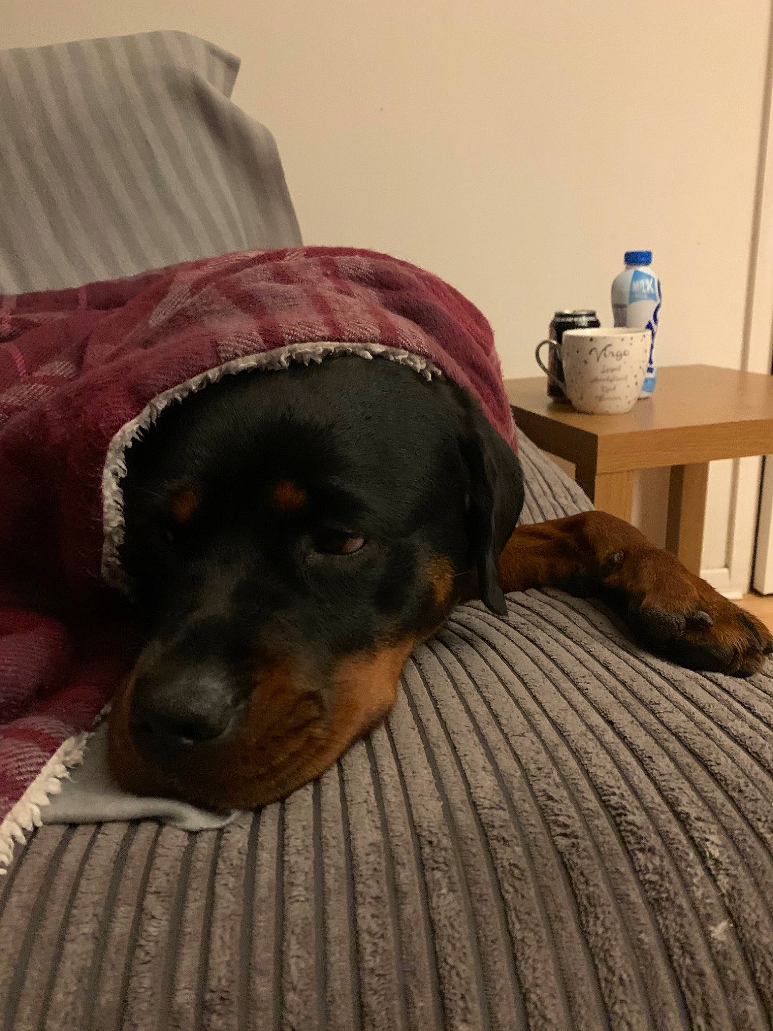 Roxy joined the competition — help win amazing prizes! canidae, carnivore, companion_dog, dog, dog_breed, floor, furniture, german_pinscher, guard_dog, jagdterrier, miniature_pinscher, pinscher, puppy, rottweiler, snout, sporting_group