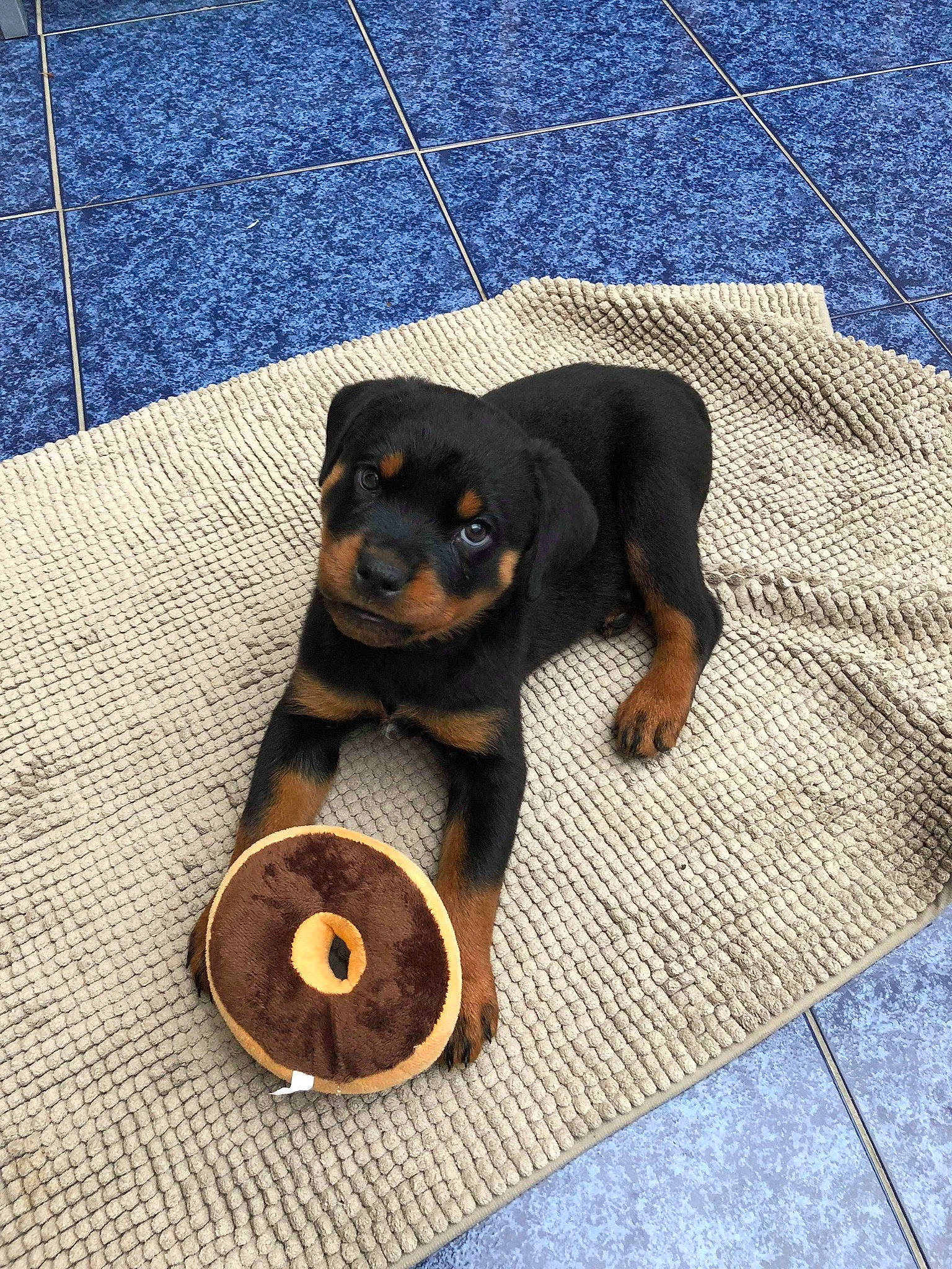 Roxy joined the competition — help win amazing prizes! canidae, carlin_pinscher, carnivore, companion_dog, dog, dog_breed, german_pinscher, guard_dog, mammal, miniature_pinscher, pinscher, puppy, rottweiler, sporting_group, transylvanian_hound, vertebrate, working_dog
