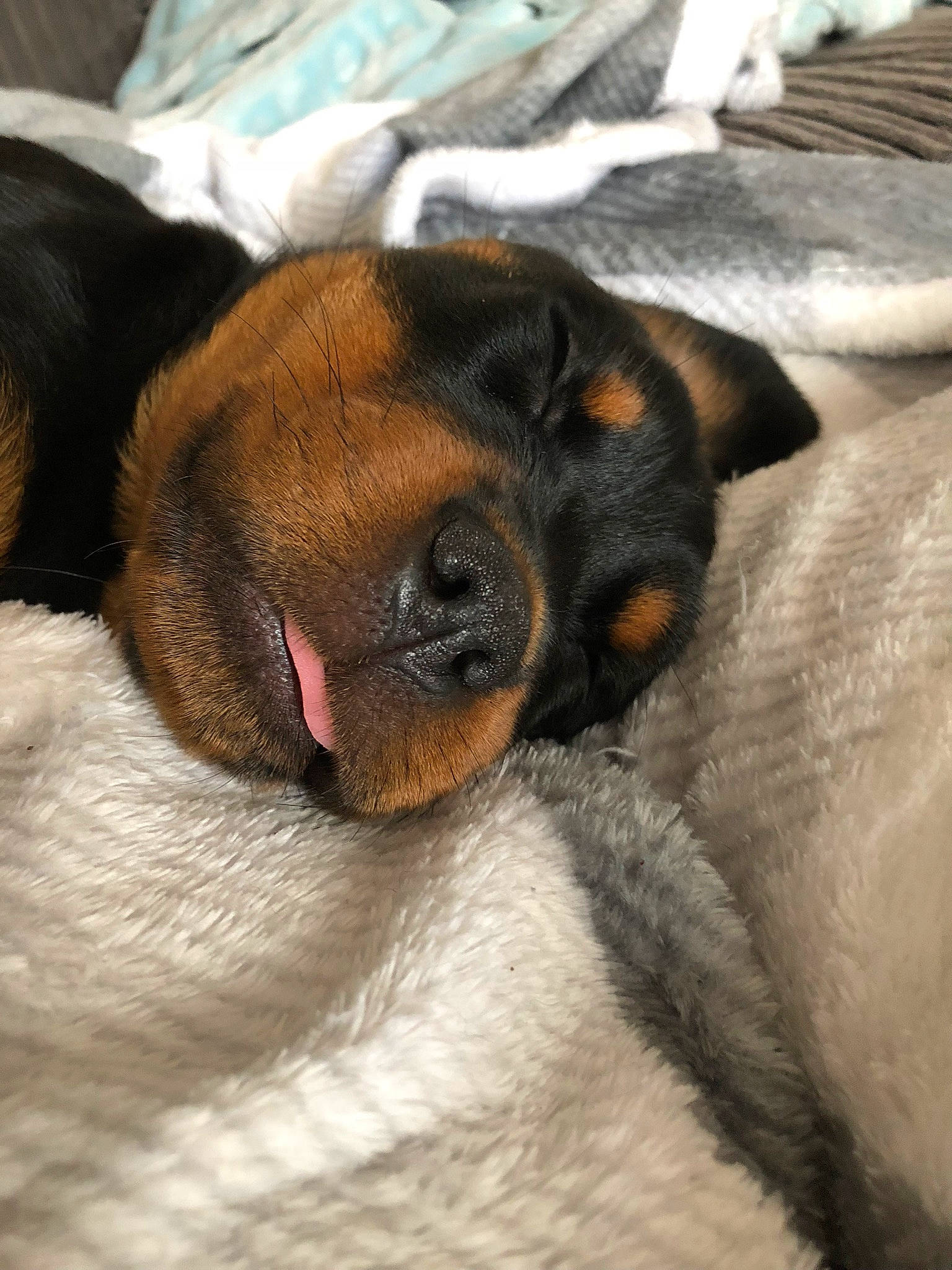 Roxy is registered to the contest to win money with this photo: canidae, carnivore, dog, dog_breed, ear, fawn, miniature_pinscher, nap, nose, pinscher, puppy, puppy_love, skin, sleep, snout