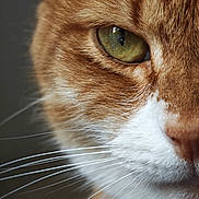 Minette a rejoint le concours — aidez-le/la à gagner de superbes lots ! cat, close_up, whiskers, green_eye, ginger_fur, white_fur, pet, animal, mammal, face, portrait, feline, soft_lighting, texture, macro, cute, domestic_cat, fur_detail, eye_detail, nature