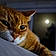 Minette