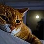 Minette a rejoint le concours — aidez-le/la à gagner de superbes lots ! cat, ginger_cat, close_up, face, eyes, resting, indoors, night, moon, window, reflection, fur, whiskers, pet, animal, sleepy, cozy, quiet, soft_light, relaxation