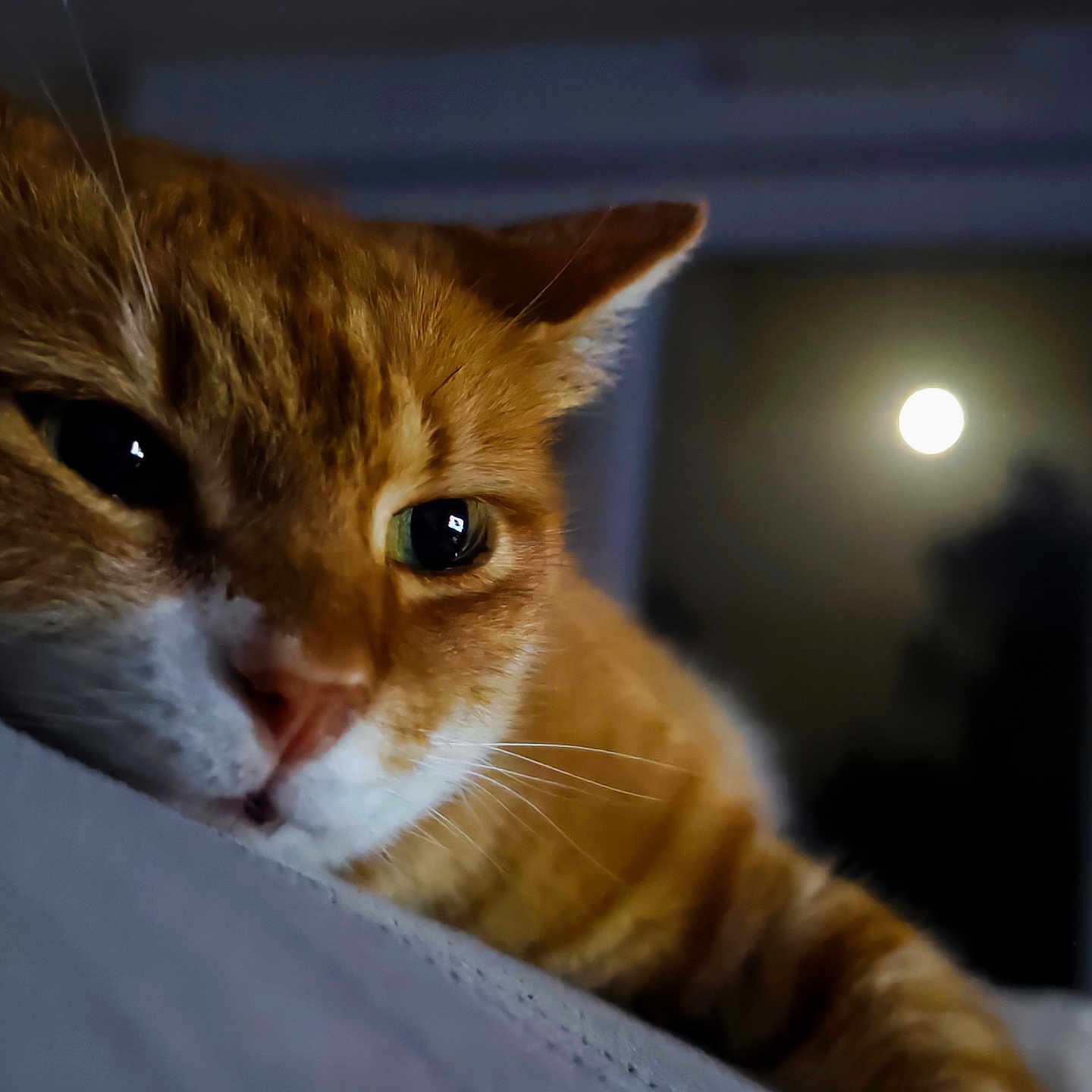 Minette a rejoint le concours — aidez-le/la à gagner de superbes lots ! animal, cat, close_up, cozy, eyes, face, fur, ginger_cat, indoors, moon, night, pet, quiet, reflection, relaxation, resting, sleepy, soft_light, whiskers, window