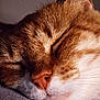 Minette participe au concours pour gagner de l'argent avec cette photo : cat, ginger_cat, sleeping, close_up, whiskers, nose, fur, pet, animal, resting, cozy, soft_lighting, texture, face, peaceful, domestic_cat, mammal, cute, relaxed, indoor