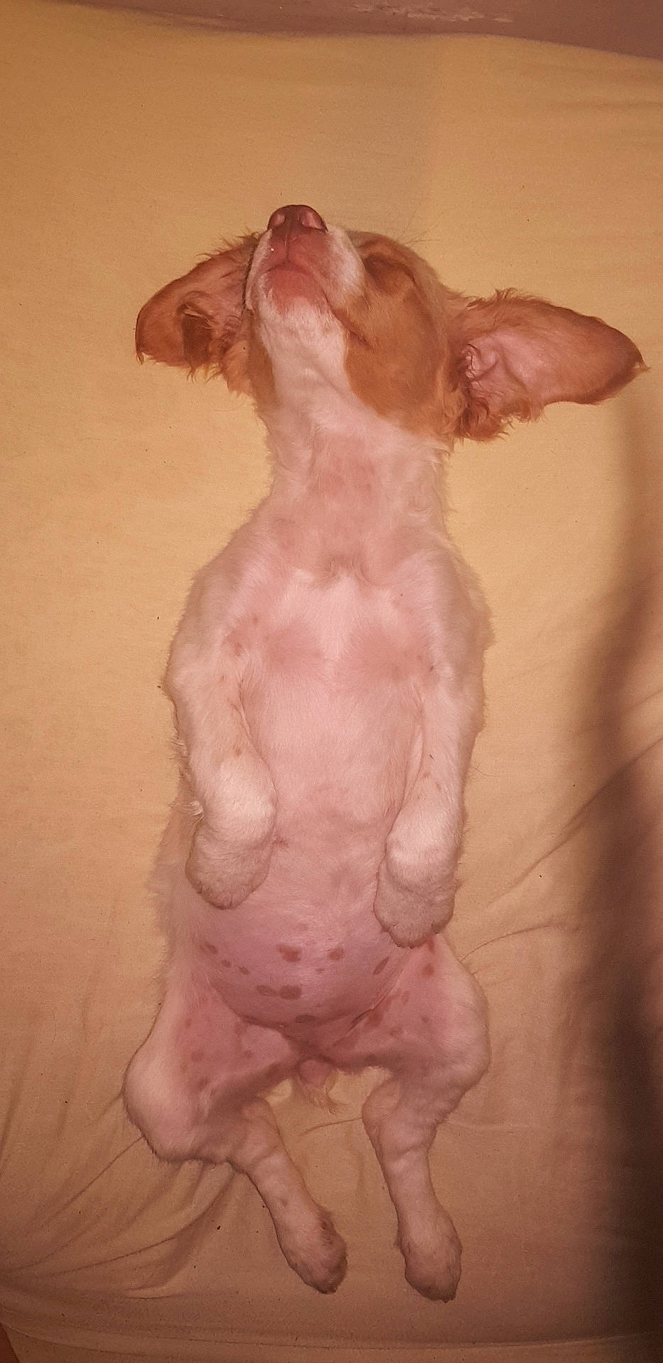 Prune a rejoint le concours — aidez-le/la à gagner de superbes lots ! canidae, carnivore, companion_dog, dog, dog_breed, fawn, non_sporting_group, puppy, snout, sporting_group, tail