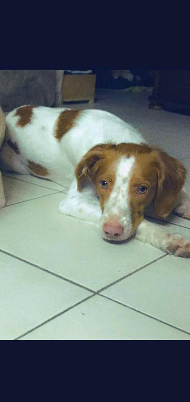 Prune a rejoint le concours — aidez-le/la à gagner de superbes lots ! brittany, canidae, carnivore, companion_dog, dog, dog_breed, fawn, irish_red_and_white_setter, liver, mammal, pointing_breed, rare_breed_dog, spaniel, sporting_group, vertebrate