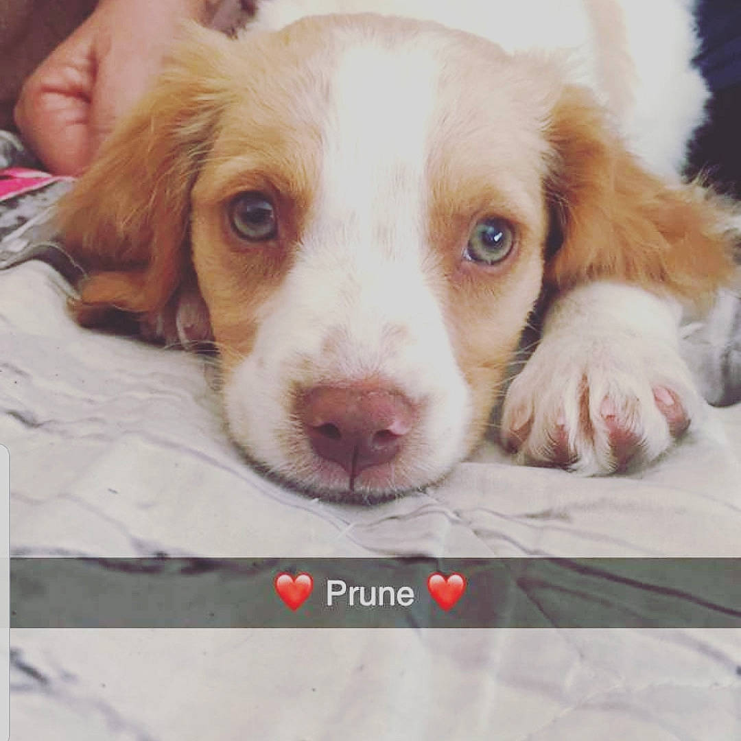 Prune a rejoint le concours — aidez-le/la à gagner de superbes lots ! brittany, canidae, carnivore, companion_dog, dog, dog_breed, fawn, irish_red_and_white_setter, kooikerhondje, liver, mammal, nose, nova_scotia_duck_tolling_retriever, puppy, rare_breed_dog, snout, spaniel, sporting_group, vertebrate, welsh_springer_spaniel