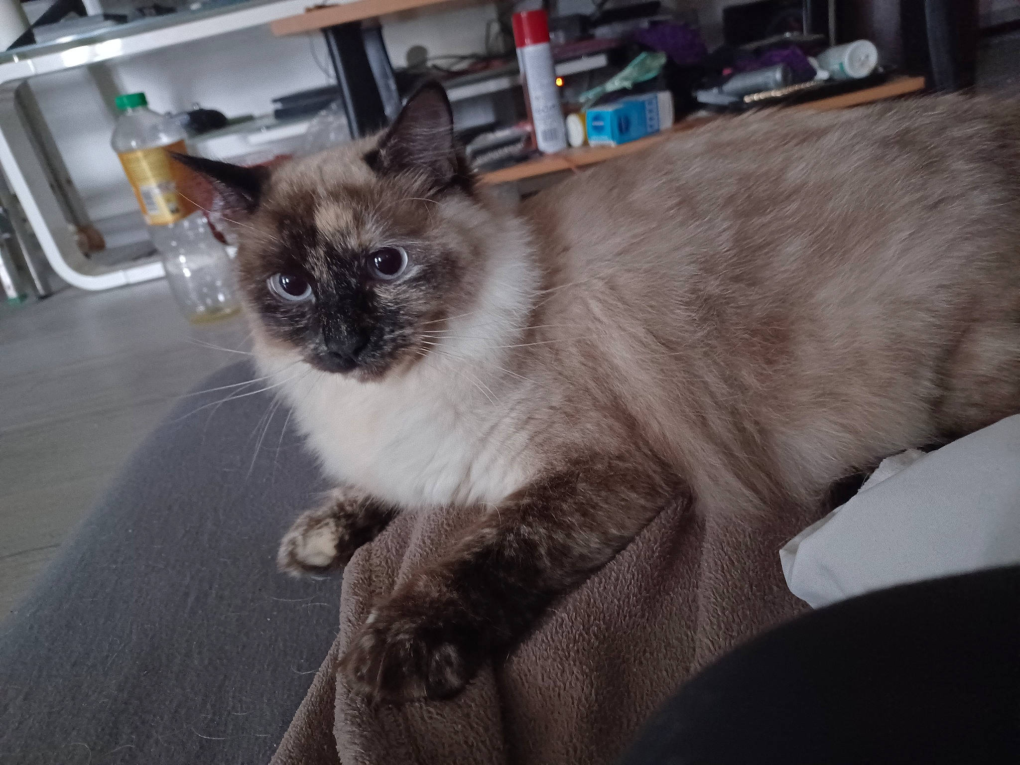 Saya a rejoint le concours — aidez-le/la à gagner de superbes lots ! balinese, bookcase, carnivore, cat, claw, domestic_short_haired_cat, fawn, felidae, flooring, fur, paw, shelf, siamese, small_to_medium_sized_cats, snout, tail, terrestrial_animal, thai, tonkinese, whiskers