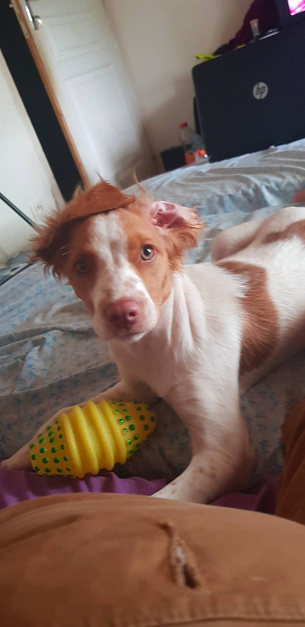 Prune a rejoint le concours — aidez-le/la à gagner de superbes lots ! brittany, canidae, carnivore, companion_dog, dog, dog_breed, ear, fawn, hunting_dog, ibizan_hound, kooikerhondje, mammal, nose, snout, spaniel, sporting_group