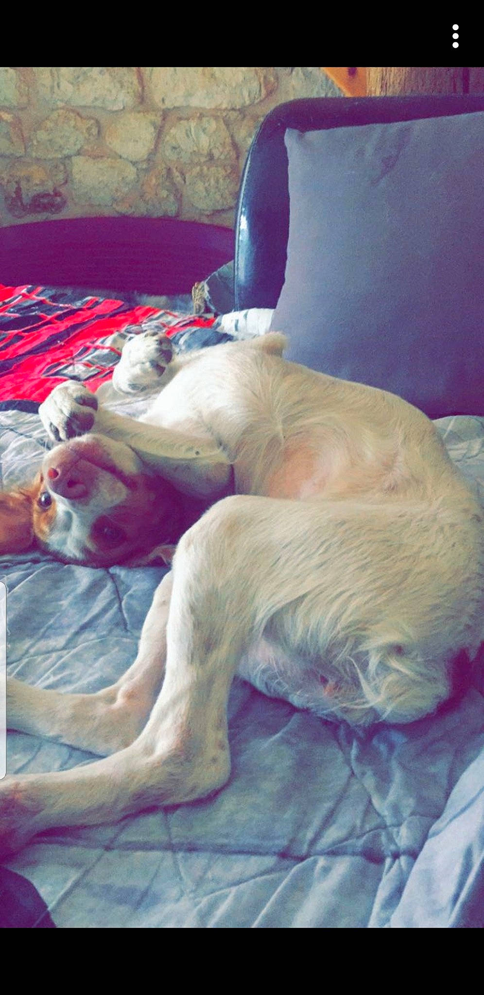 Prune participe au concours pour gagner de l'argent avec cette photo : canidae, carnivore, dog, dog_breed, fawn, fox_terrier, labrador_retriever, nap, non_sporting_group, retriever, sporting_group, tail