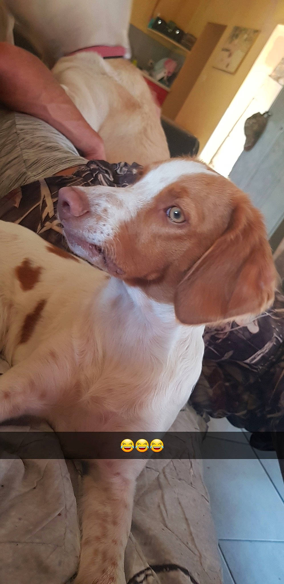 Prune participe au concours pour gagner de l'argent avec cette photo : bracco_italiano, braque_francais, canidae, carnivore, companion_dog, dog, dog_breed, ear, fawn, hunting_dog, liver, mammal, pachon_navarro, pointer, pointing_breed, rare_breed_dog, snout, sporting_group, vertebrate, vizsla