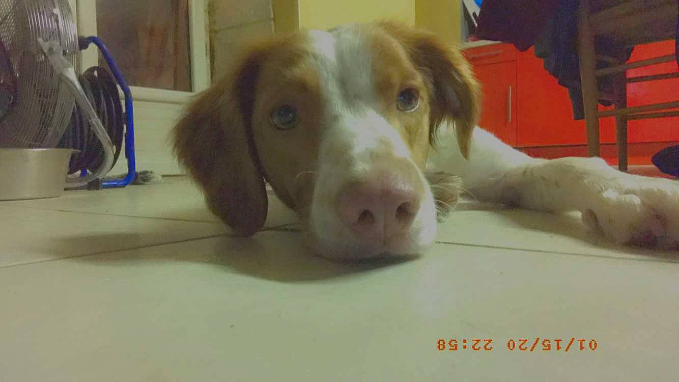 Prune a rejoint le concours — aidez-le/la à gagner de superbes lots ! braque_saint_germain, brittany, canidae, carnivore, companion_dog, dog, dog_breed, ear, fawn, hunting_dog, liver, mammal, nose, pointer, pointing_breed, rare_breed_dog, snout, spaniel, sporting_group, vertebrate