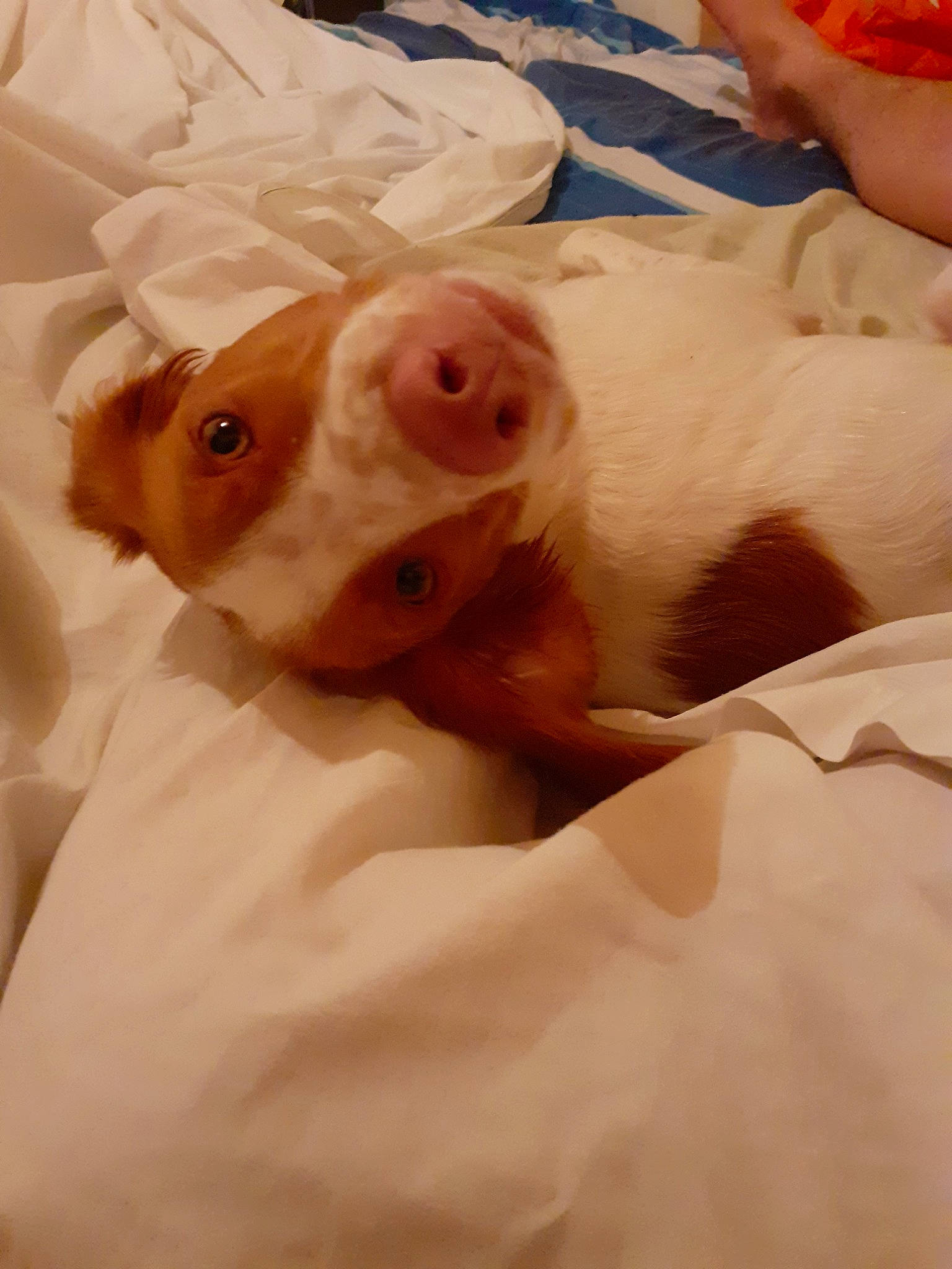 Prune a rejoint le concours — aidez-le/la à gagner de superbes lots ! brittany, canidae, carnivore, dog, dog_breed, ear, fawn, nose, puppy, snout, sporting_group