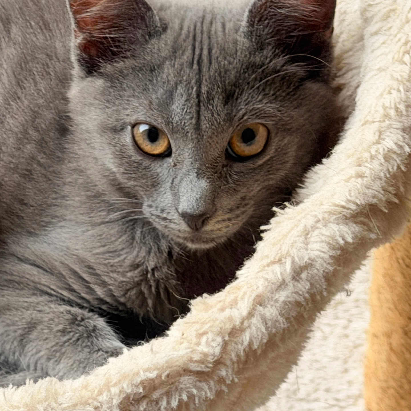 Bia a rejoint le concours — aidez-le/la à gagner de superbes lots ! amber_eyes, animal, cat, close_up, cozy, curious, cute, domestic, feline, fur, gray_cat, hammock, indoor, mammal, pet, portrait, relaxed, resting, soft_texture, whiskers