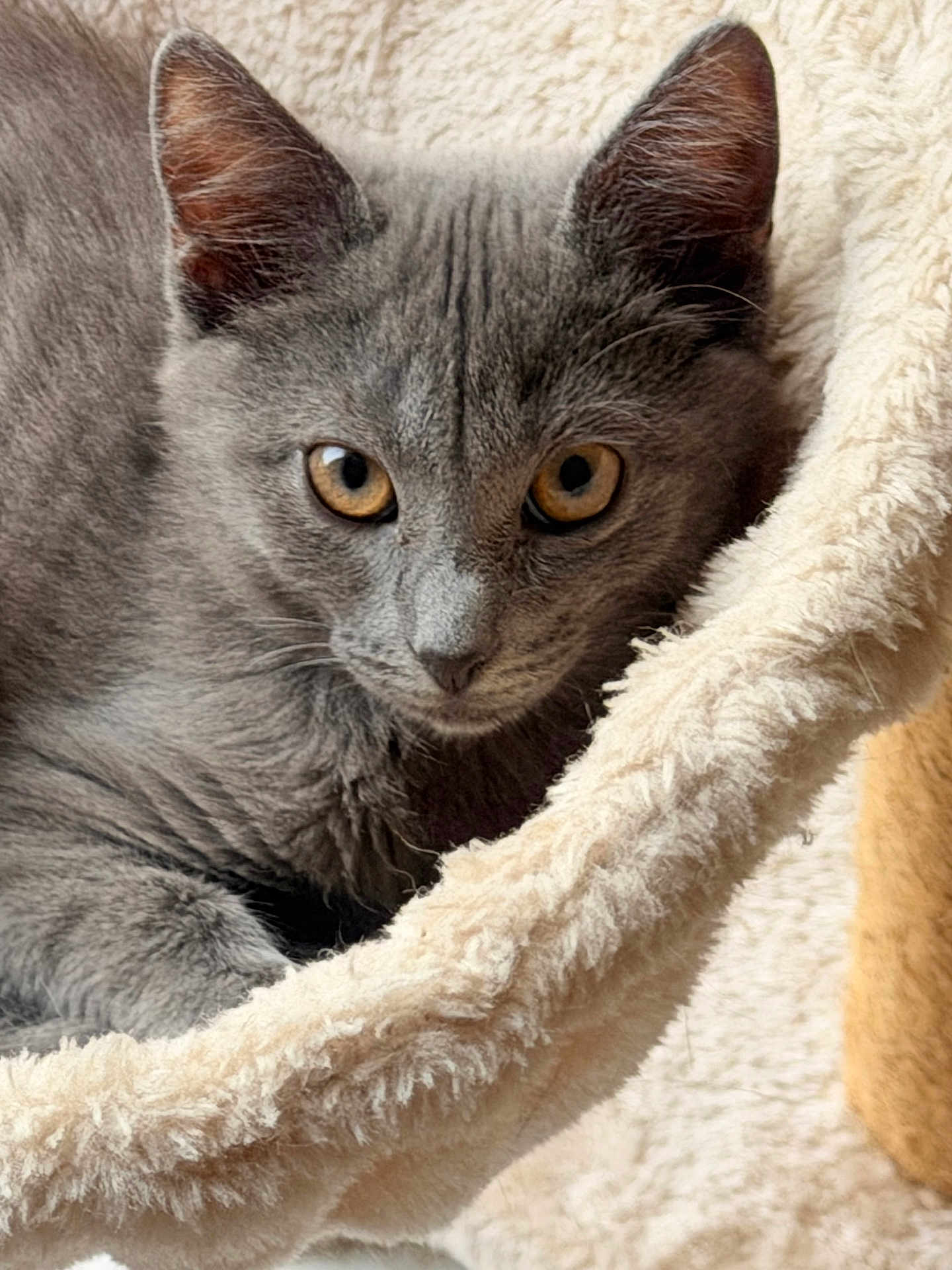 Bia a rejoint le concours — aidez-le/la à gagner de superbes lots ! cat, gray_cat, animal, pet, feline, close_up, amber_eyes, relaxed, cozy, hammock, soft_texture, fur, whiskers, indoor, cute, curious, resting, portrait, mammal, domestic