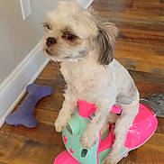 Bernie Mac. joined the competition — help win amazing prizes! dog, small_dog, toy_scooter, pink_toy, mint_toy, hardwood_floor, indoor, wall, baseboard, purple_bone_toy, sitting, pet, fur, paws, cute, portrait, playful, flooring, household, looking_away