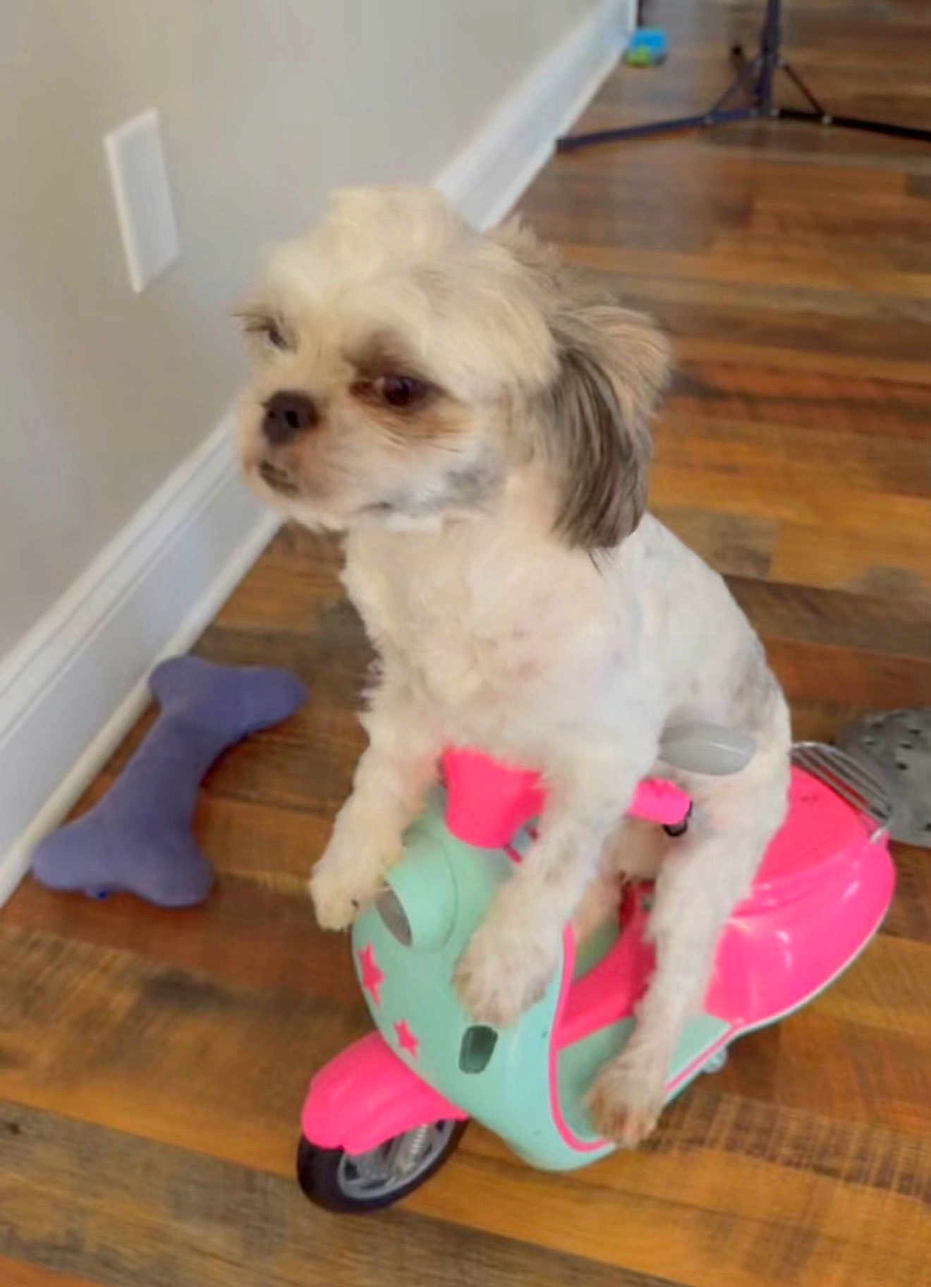 Bernie Mac. joined the competition — help win amazing prizes! dog, small_dog, toy_scooter, pink_toy, mint_toy, hardwood_floor, indoor, wall, baseboard, purple_bone_toy, sitting, pet, fur, paws, cute, portrait, playful, flooring, household, looking_away
