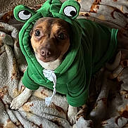 Duke is registered to the contest to win money with this photo: adorable, animal, blanket, clothing, costume, cozy, cute, dog, ears, eyes, face, frog, fur, green, indoor, looking_up, pet, puppy, small_dog, soft