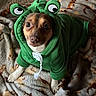 adorable, animal, blanket, clothing, costume, cozy, cute, dog, ears, eyes, face, frog, fur, green, indoor, looking_up, pet, puppy, small_dog, soft